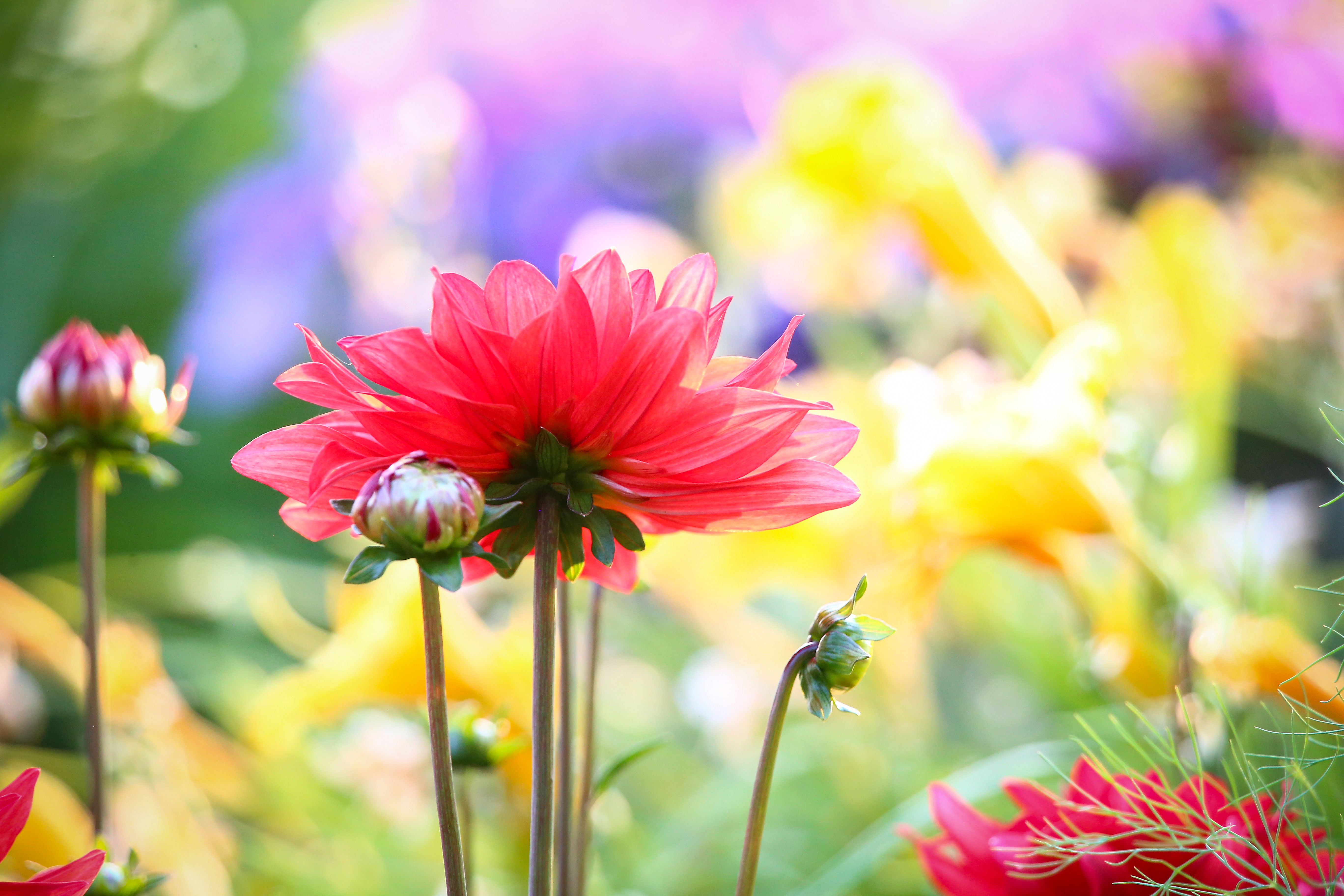 Närbild flera färgglada blommor