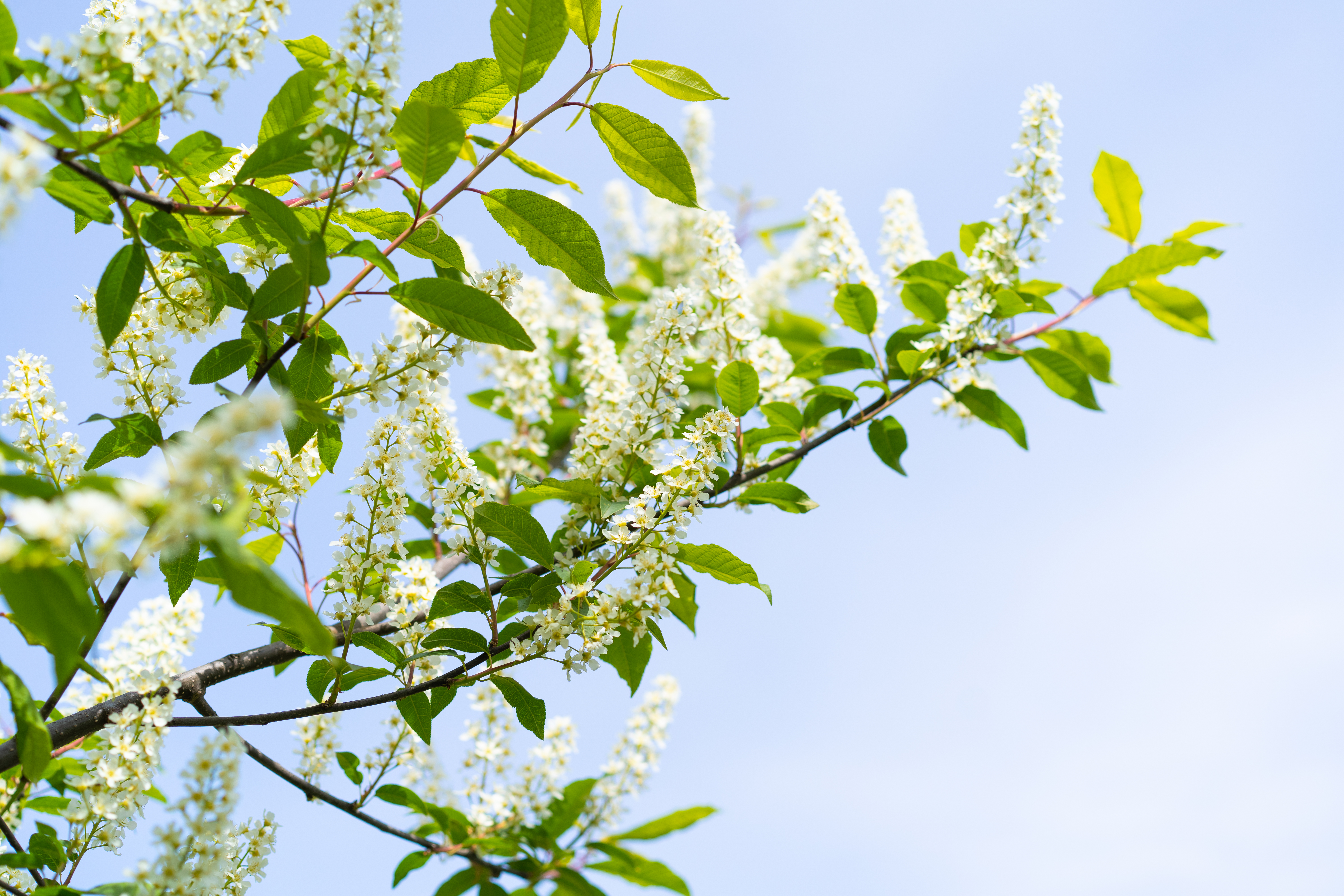 Vita sommarblommor