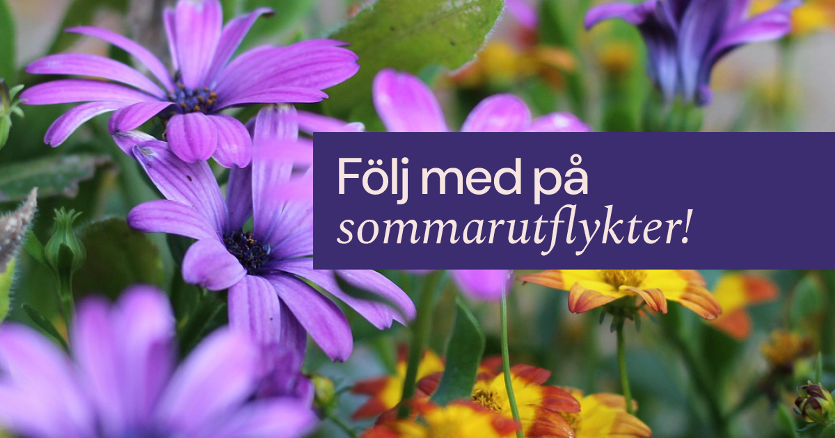 sommarblommor