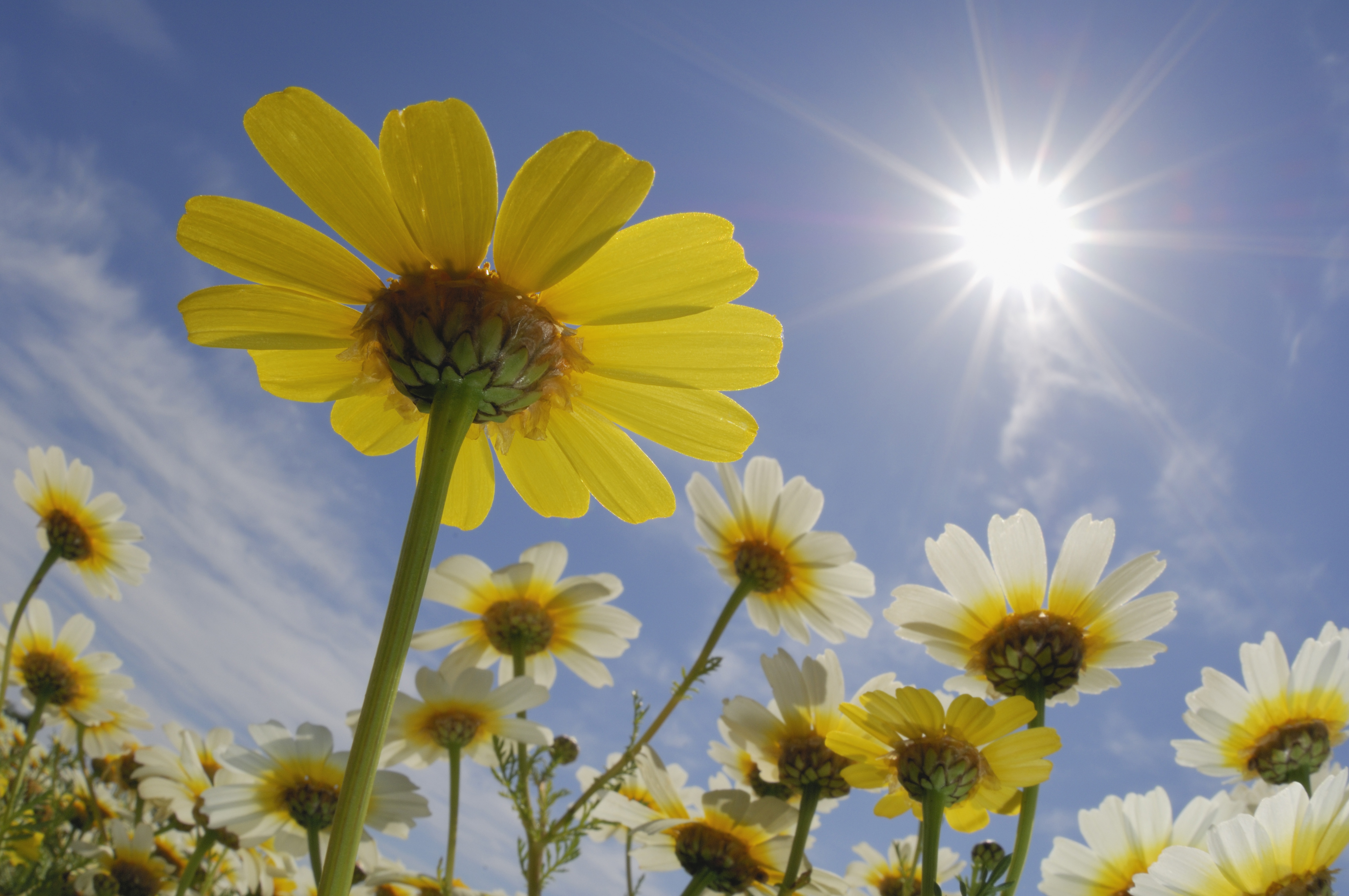 Gula Krysantemum sträcker sig mot solen och blå himmel