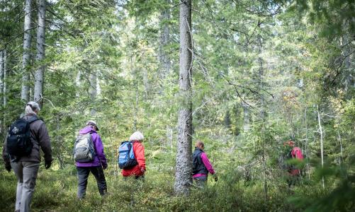 Vi samlas vid vändplatsen på Blankas Fäboväg i Finnäsfäbodar klockan 9.00 och avslutar ca 14.00. Medtag egen matsäck. Frågor/vägbeskrivning sms:a Carolina 072-506 78 24. Välkommen önskar Carolina och Eva.