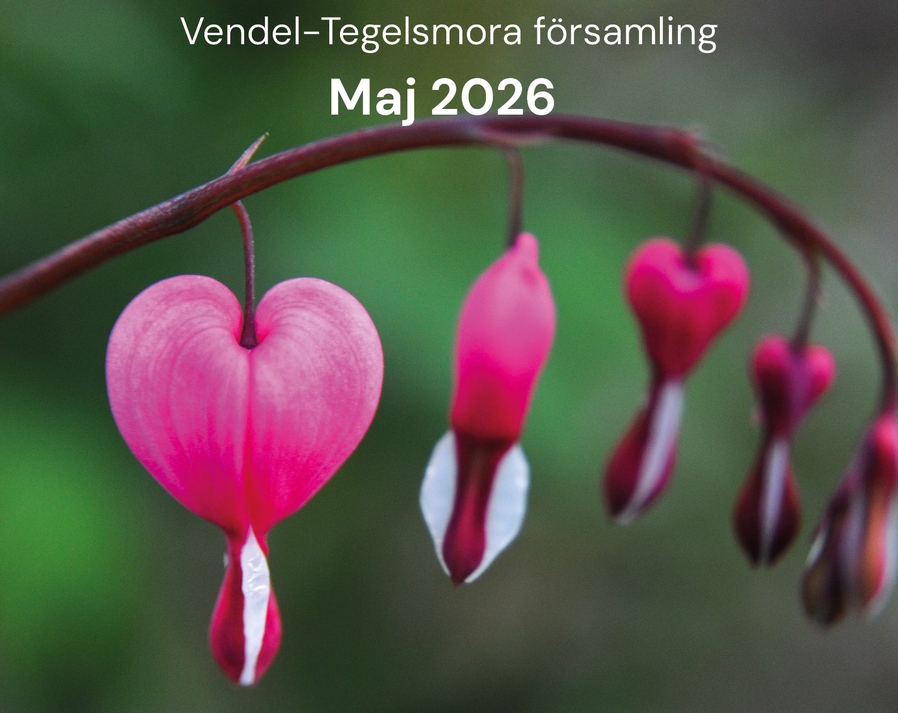 löjtnantshjärta