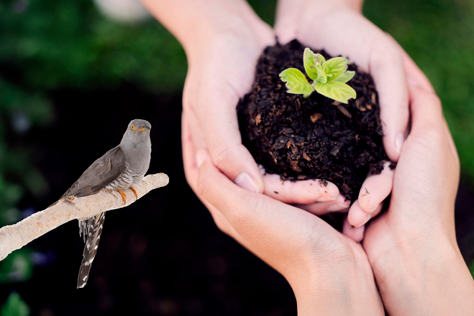 Gökotta och frukostföredrag