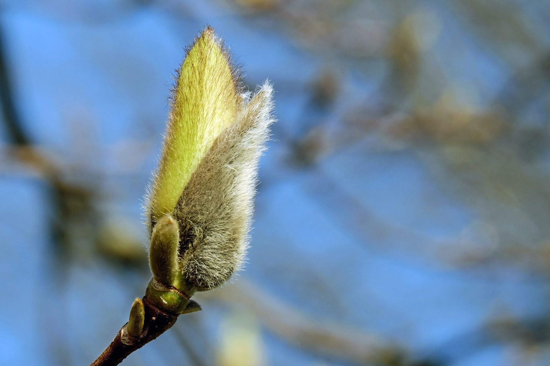 Närbild på en outslagen knopp. I bakgrunden blå himmel-