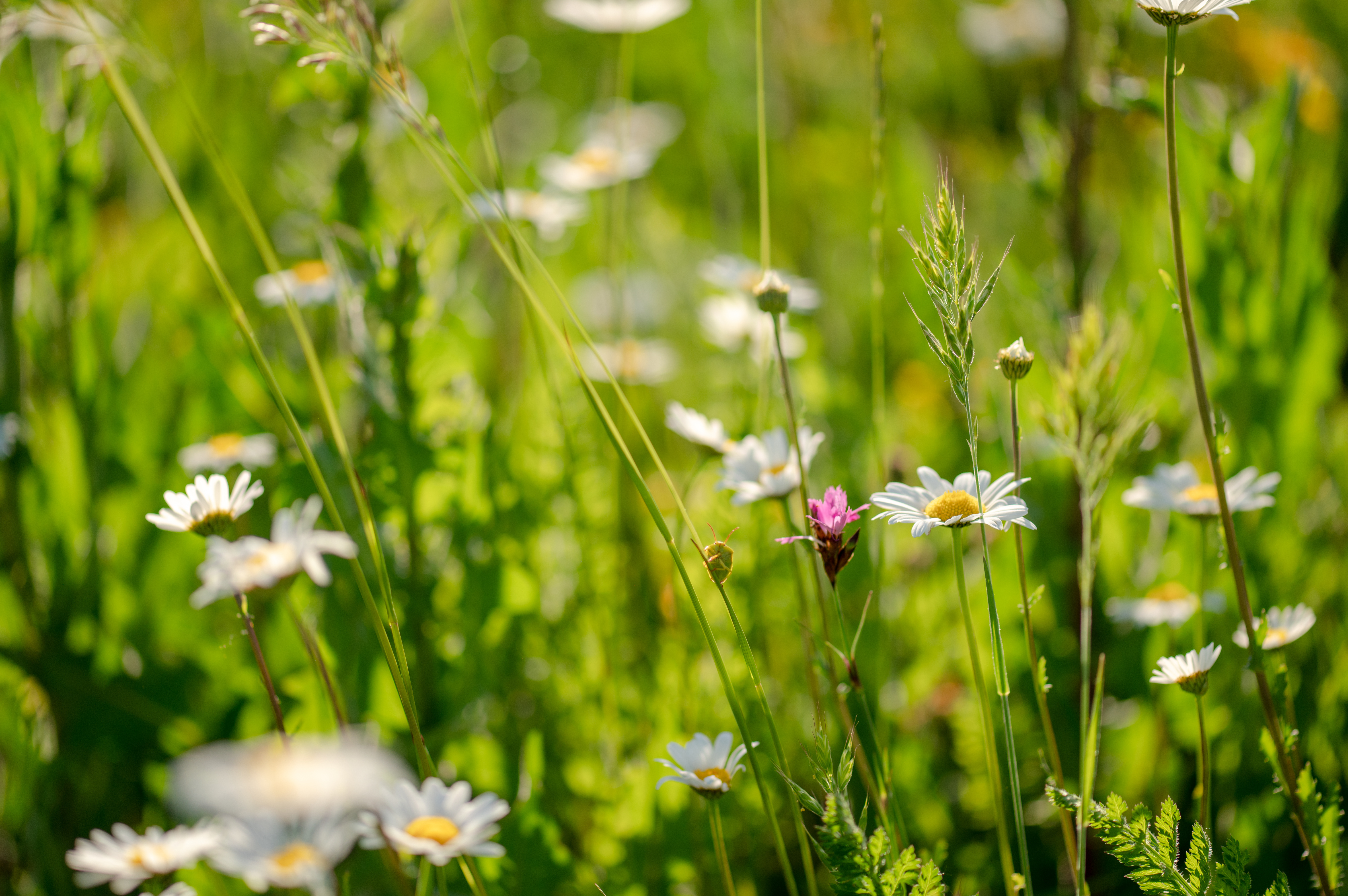 Bild på vita blommor i en äng