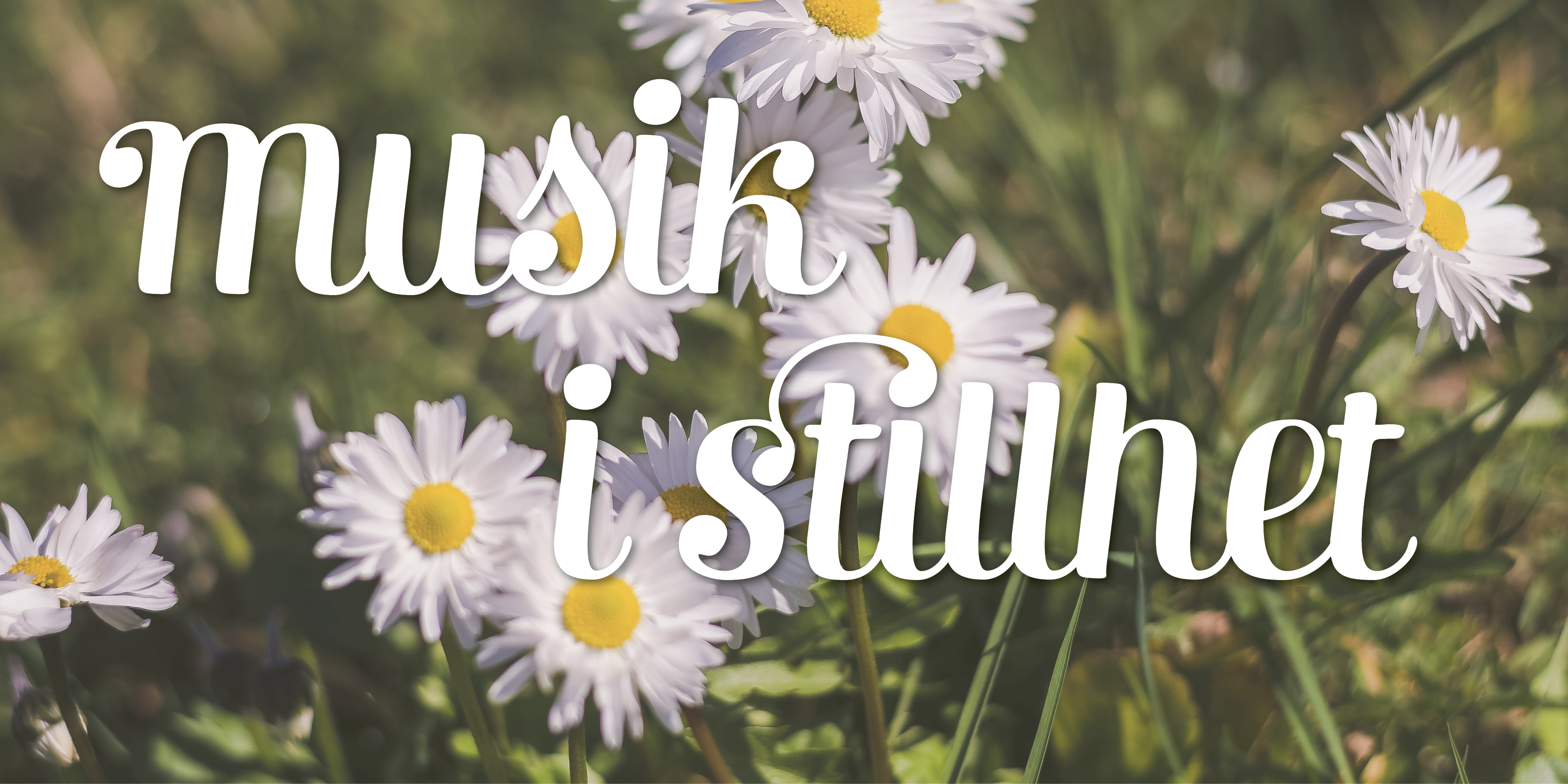 Prästkragar på gräsmatta med text ”Musik i stillhet”