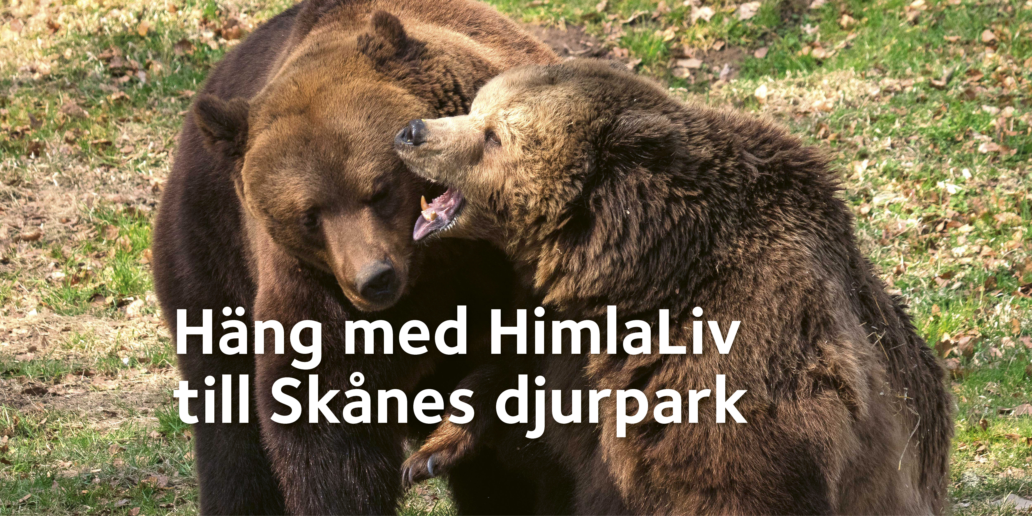 Glock och Ester, björnar på Skånes djurpark, leker. Text: Häng med HimlaLiv till Skånes djurpark