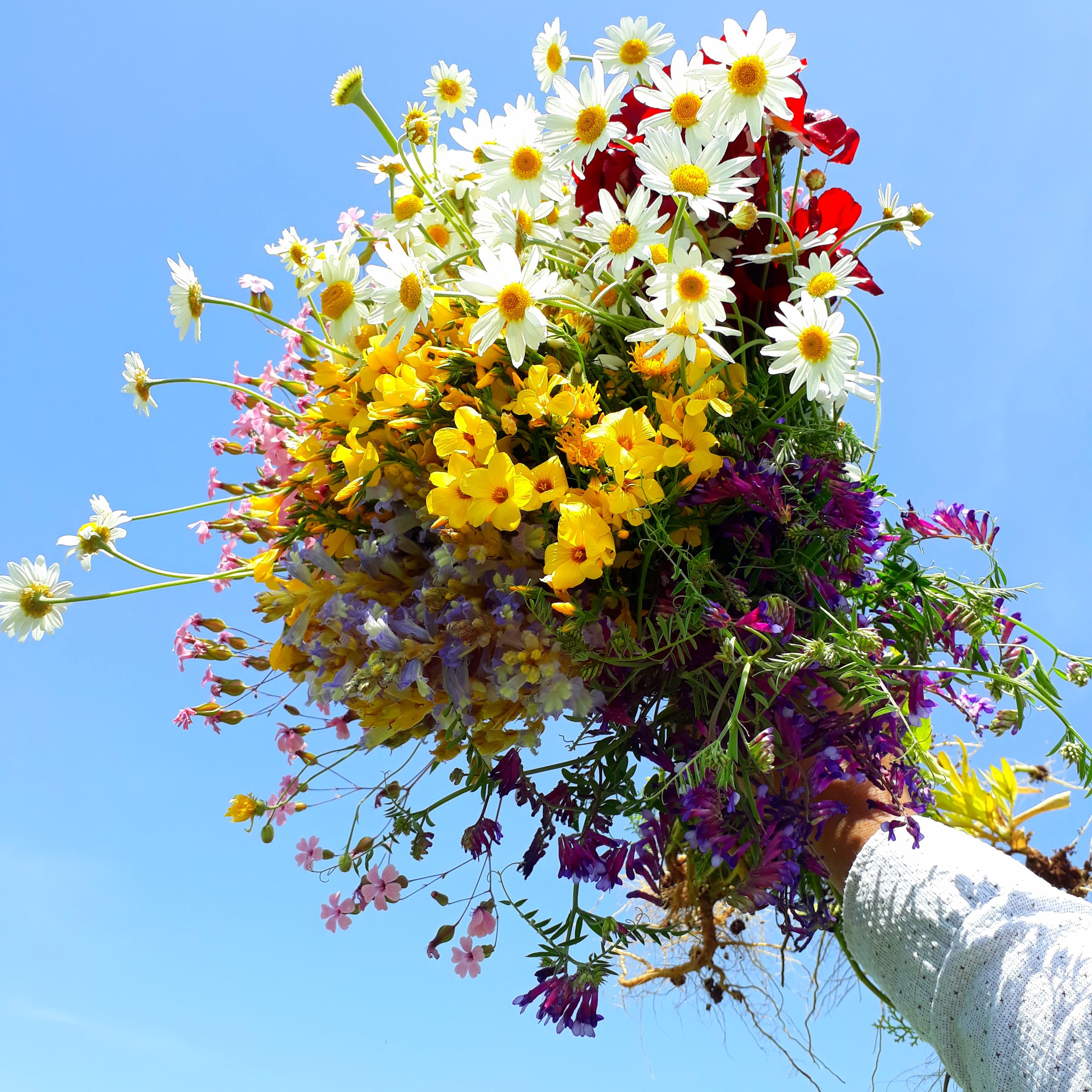 Midsommarblommor