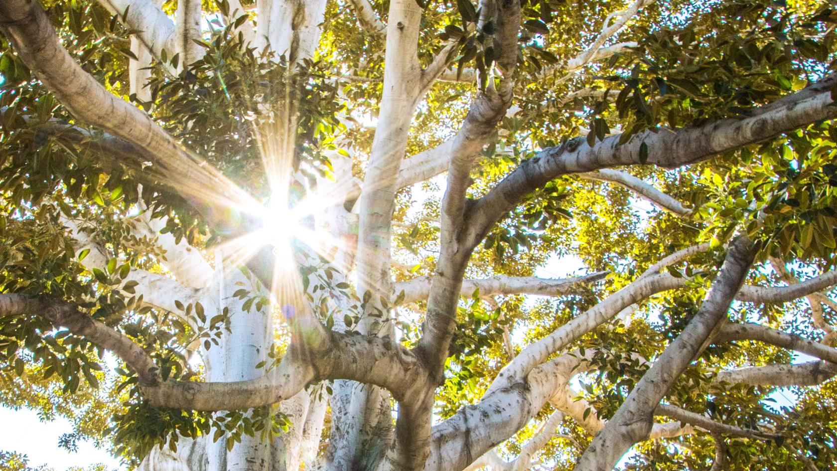 Solen lyser mellan grenarna på ett gammalt träd.
