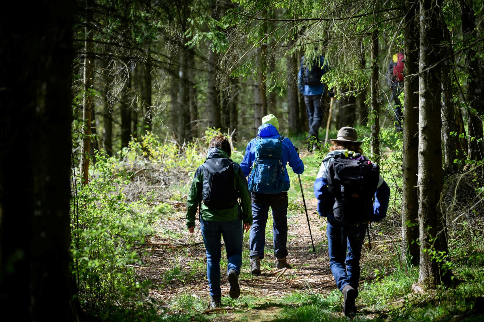 Bild på flera människor som går på stig i skogen