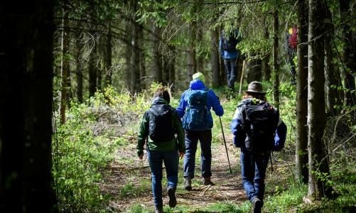 Bild på flera människor som går på stig i skogen