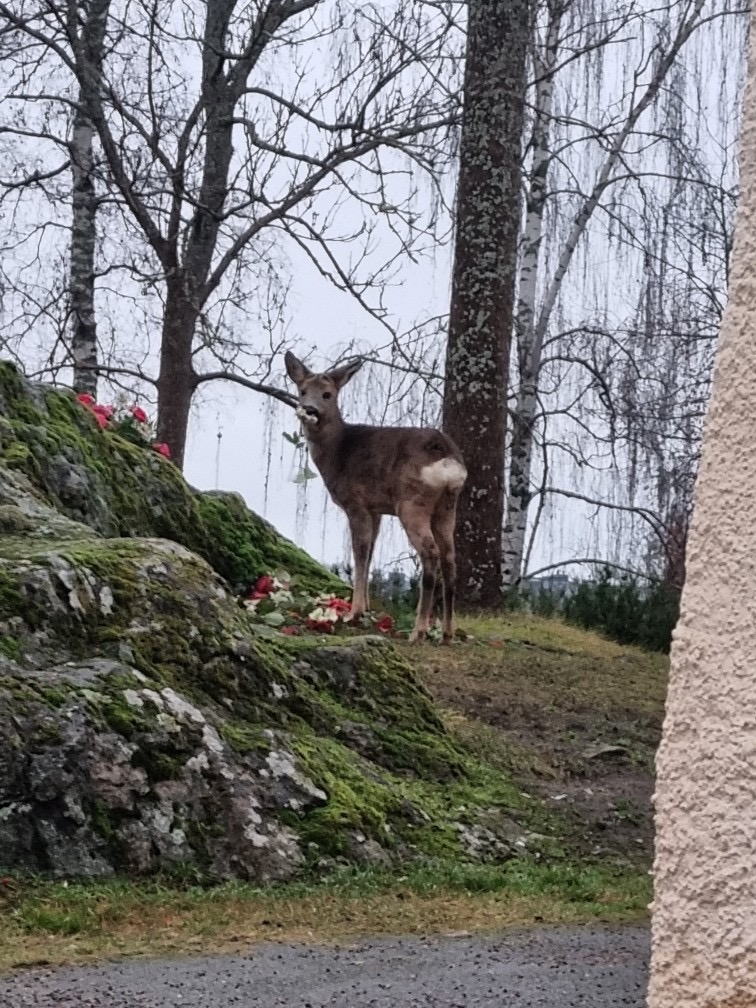 Rådjur på begravningsplatserna