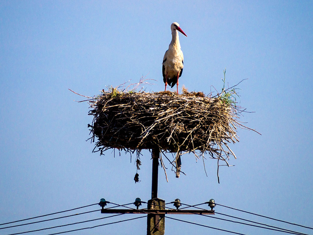 En stork sitter i ett bo, som är byggt högst uppe på en telefonstolpe.