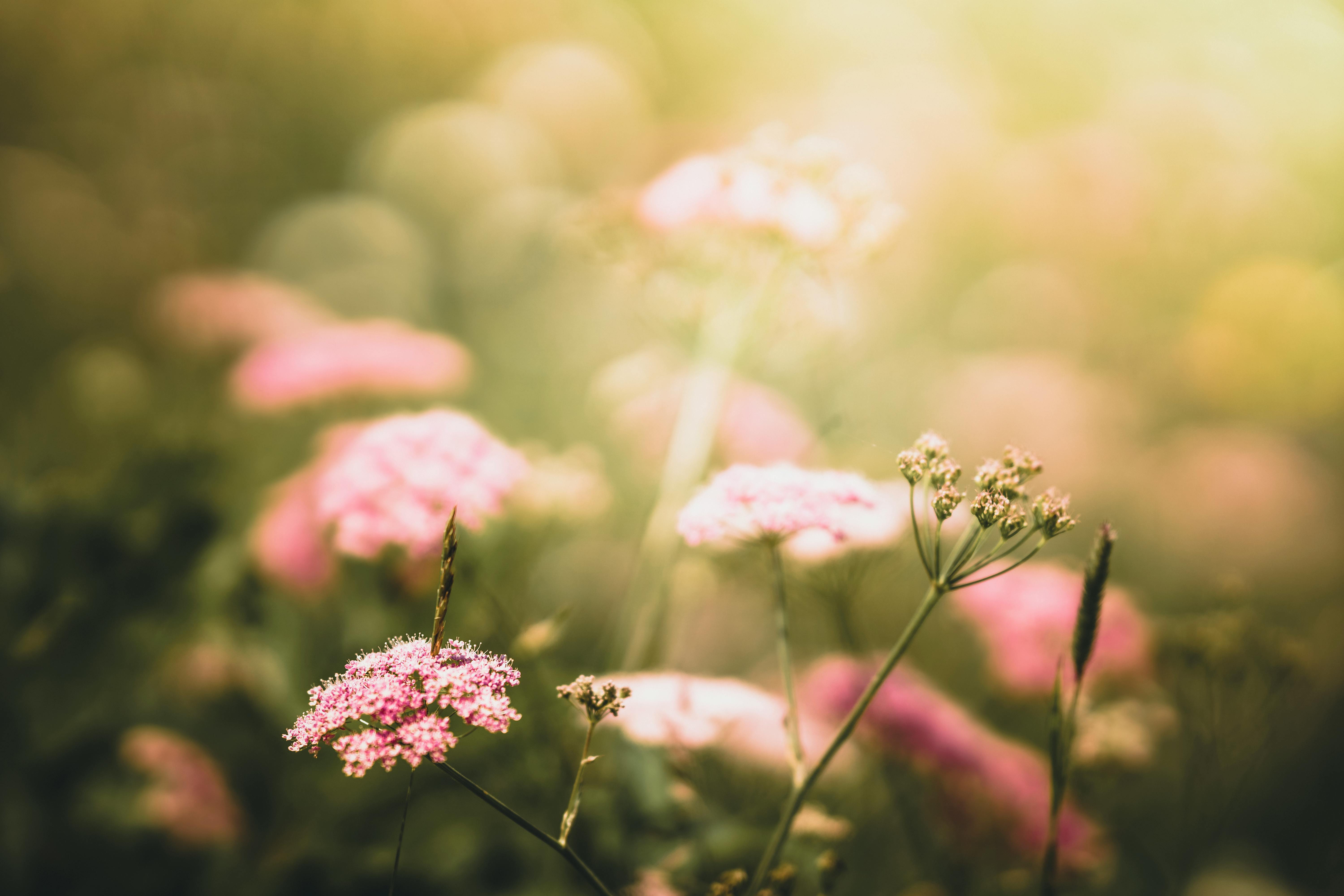 Sommarblommor