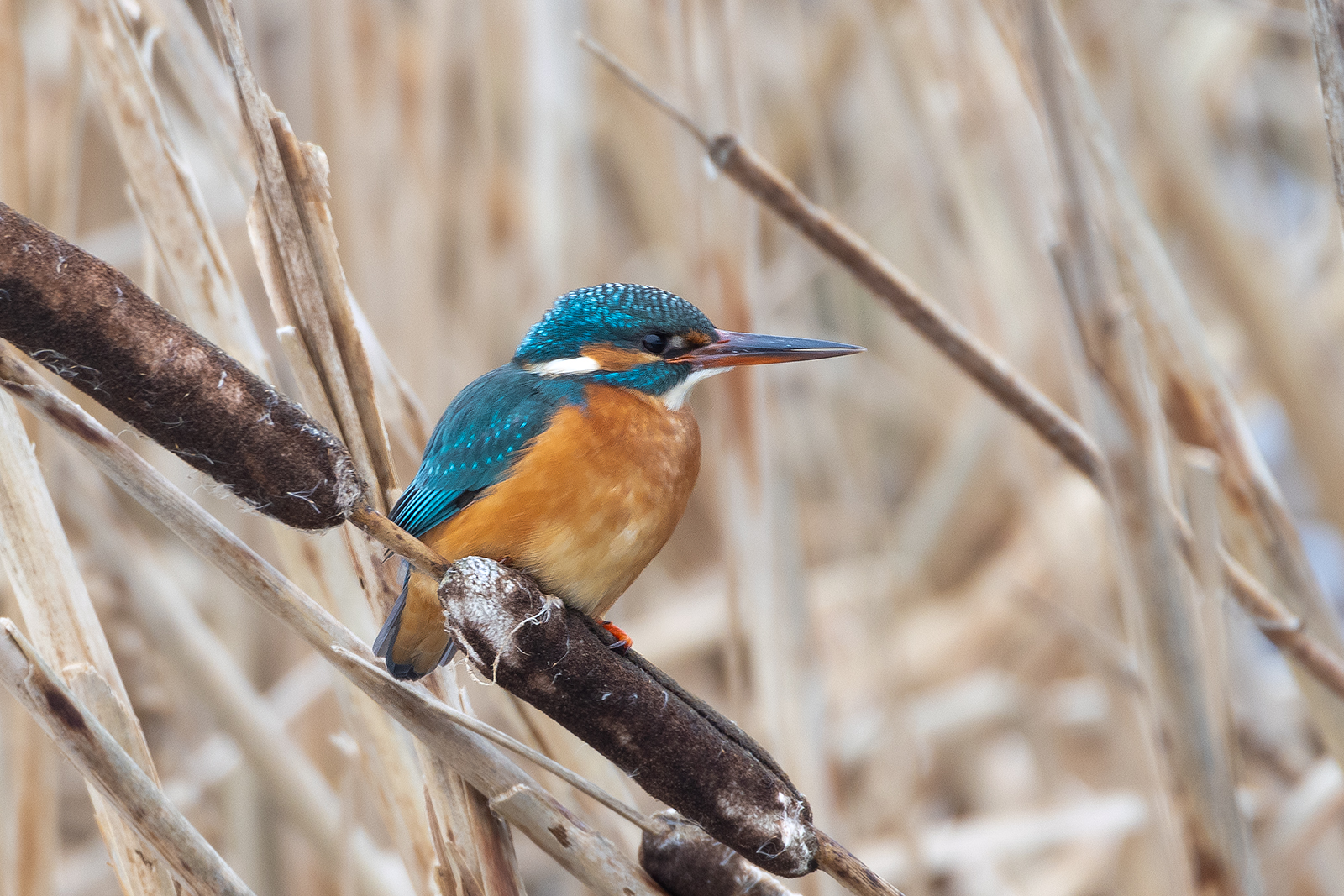 Fågel sittande på vass
