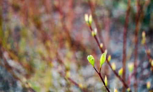 Digital retreat för din kärna, dina relationer och vår natur. Måndag, annandag påsk, 5/4 kl. 9-18
