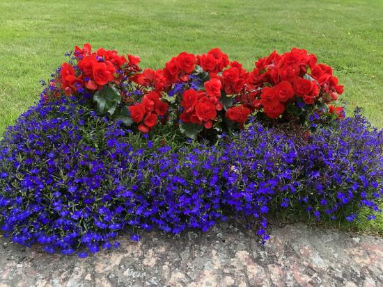 blomplantering med 3 st småblommig röd begonia, 4 st blå lobelia 