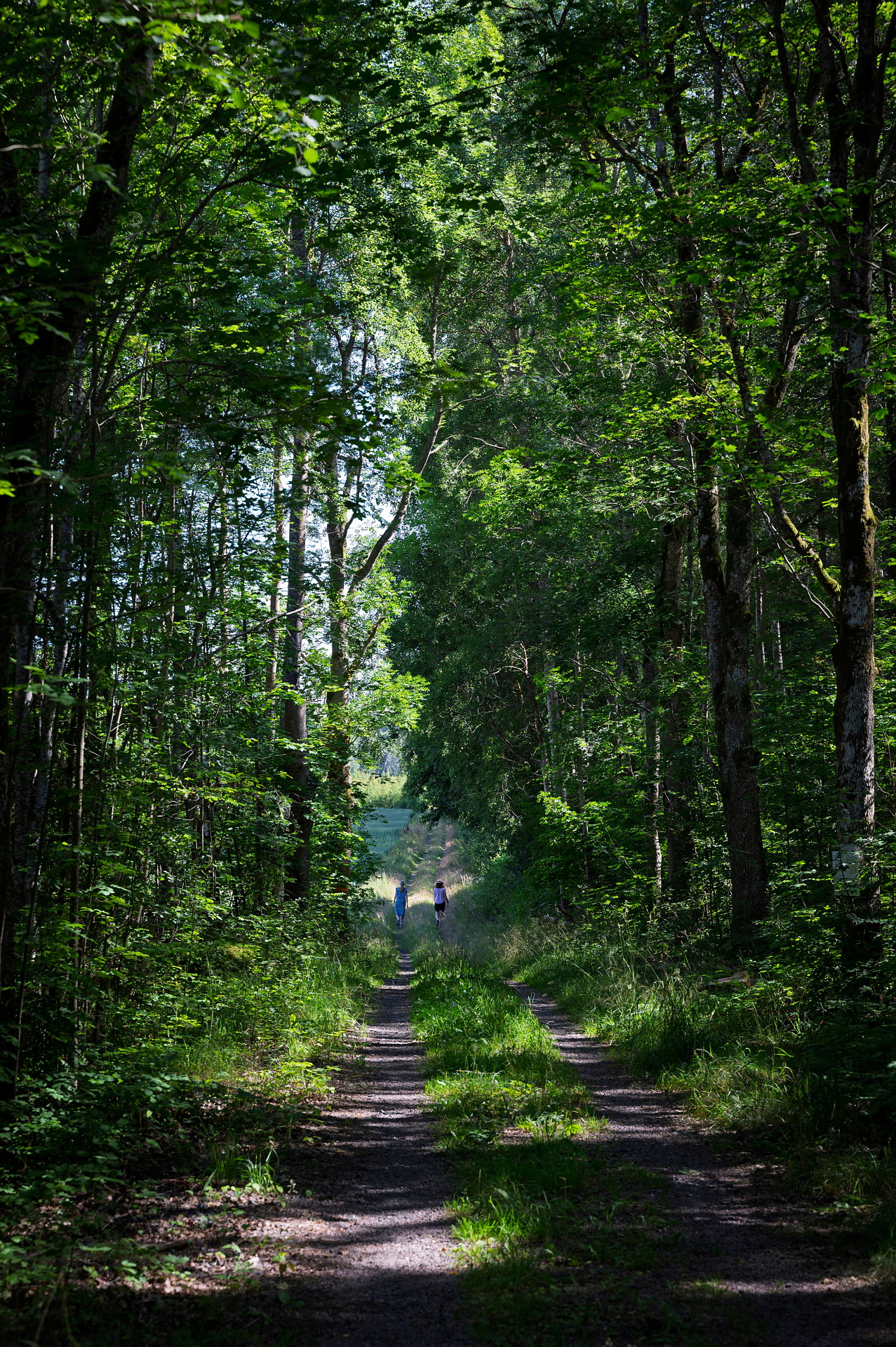 Stig i sommarskog