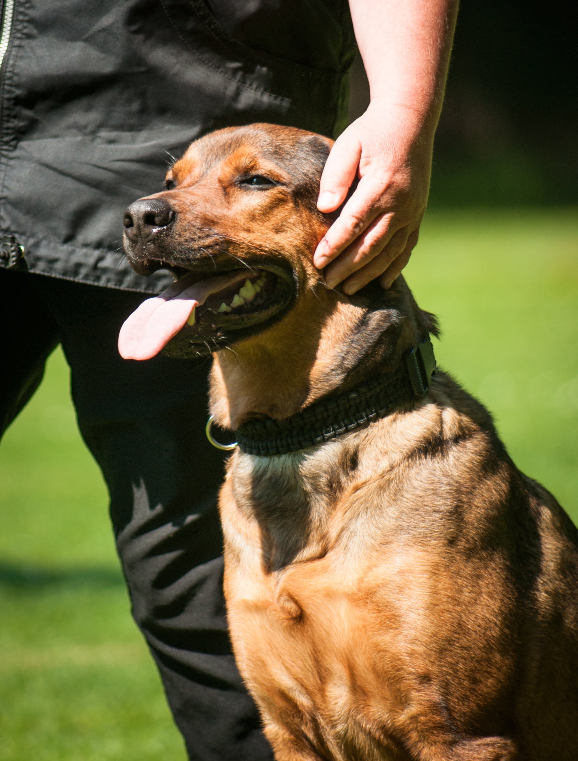 En hund trycker sitt huvud mot sin ägare på ett ömsint sätt