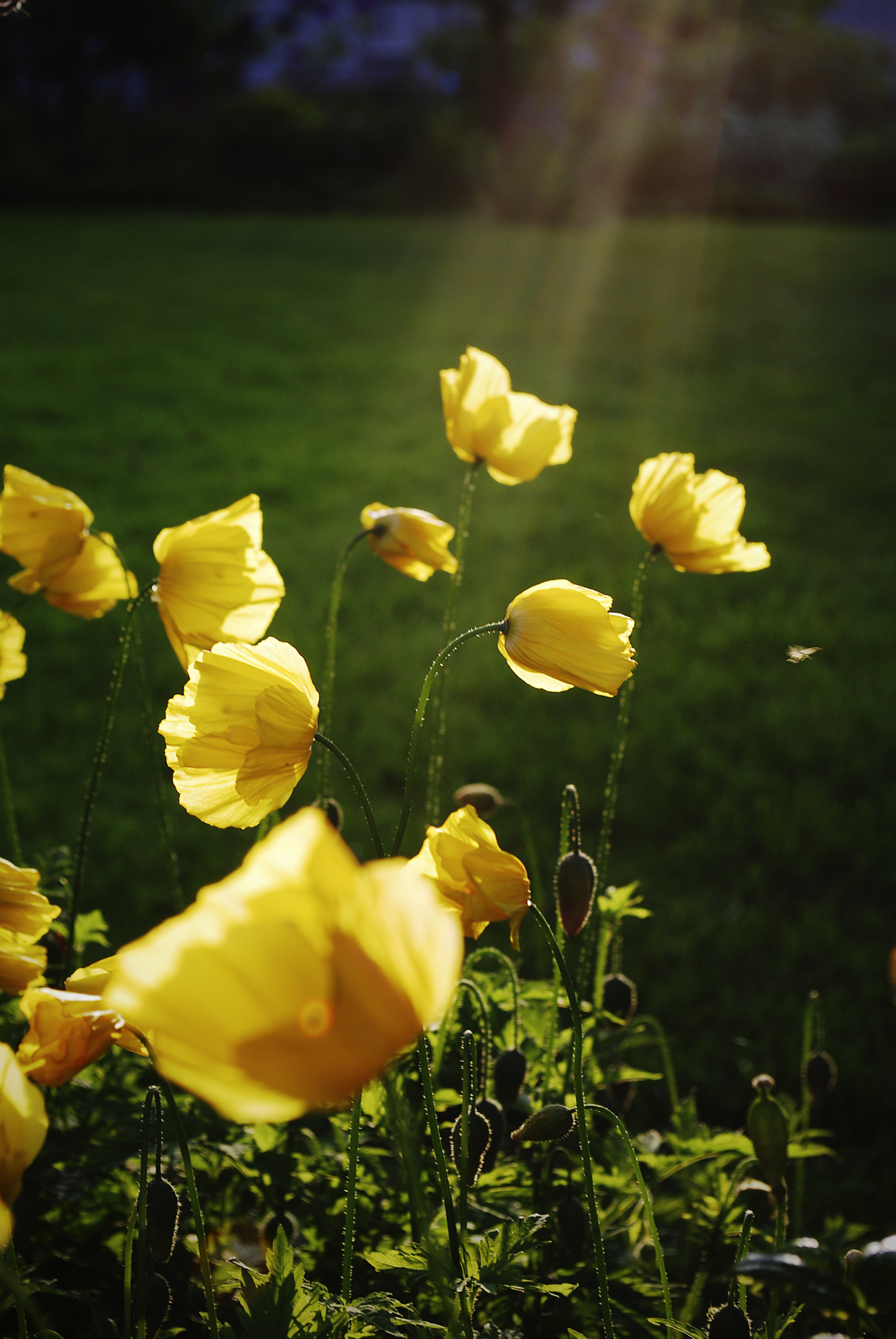 Gula vallmoblommor som lyser i solen