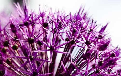 Foto på Alliums blomma. 