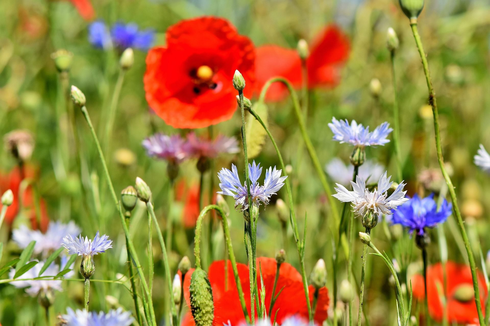 Sommarblommor