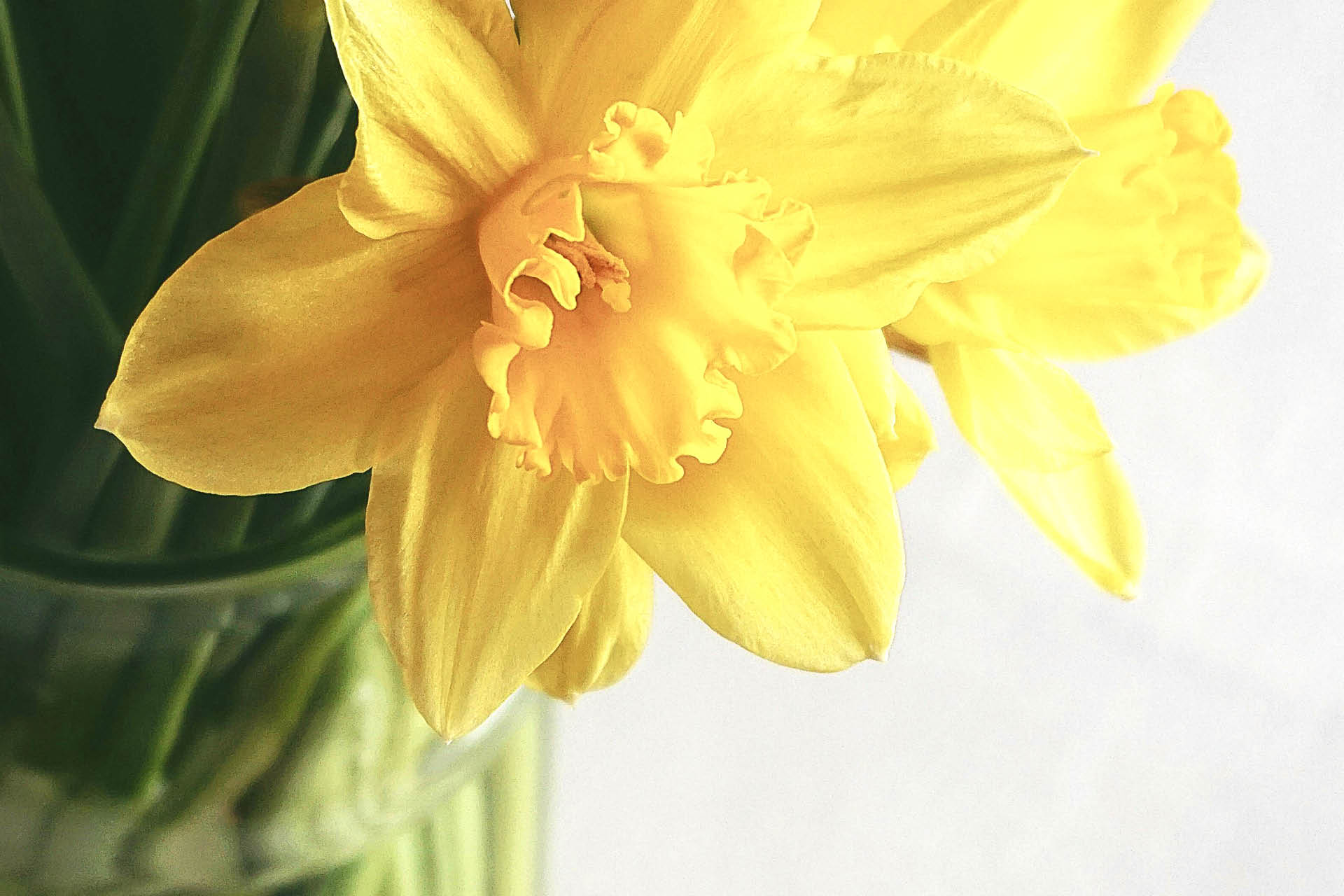 Påskliljor i glasvas på vitt bord