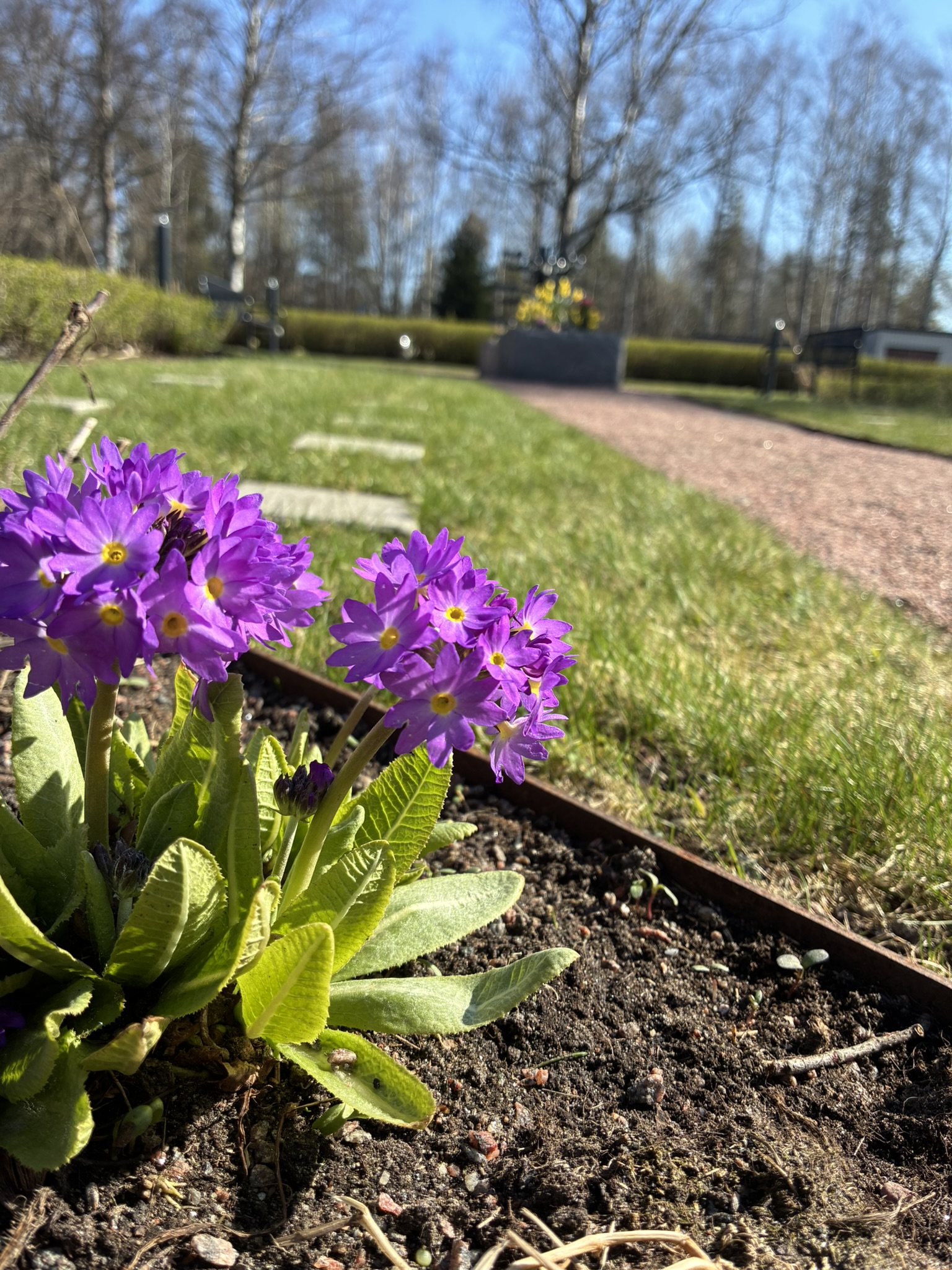 Askgravplatsen Magnolian i vårskrud på Lerums Östra kyrkogård
