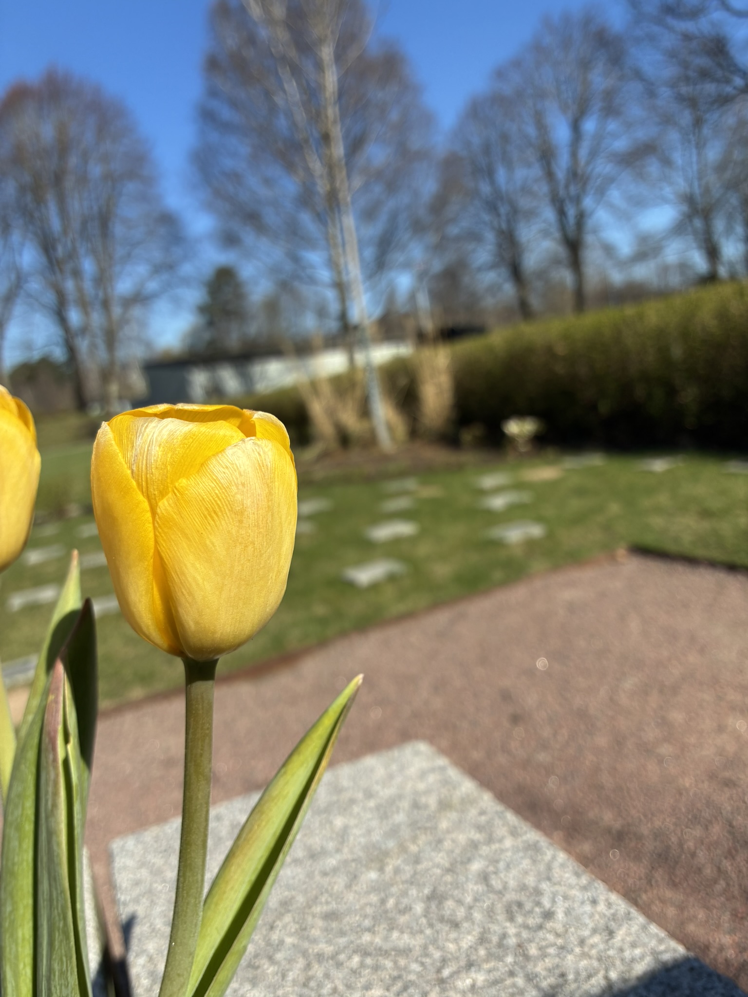 Askgravplatsen Magnolian i vårskrud på Lerums Östra kyrkogård