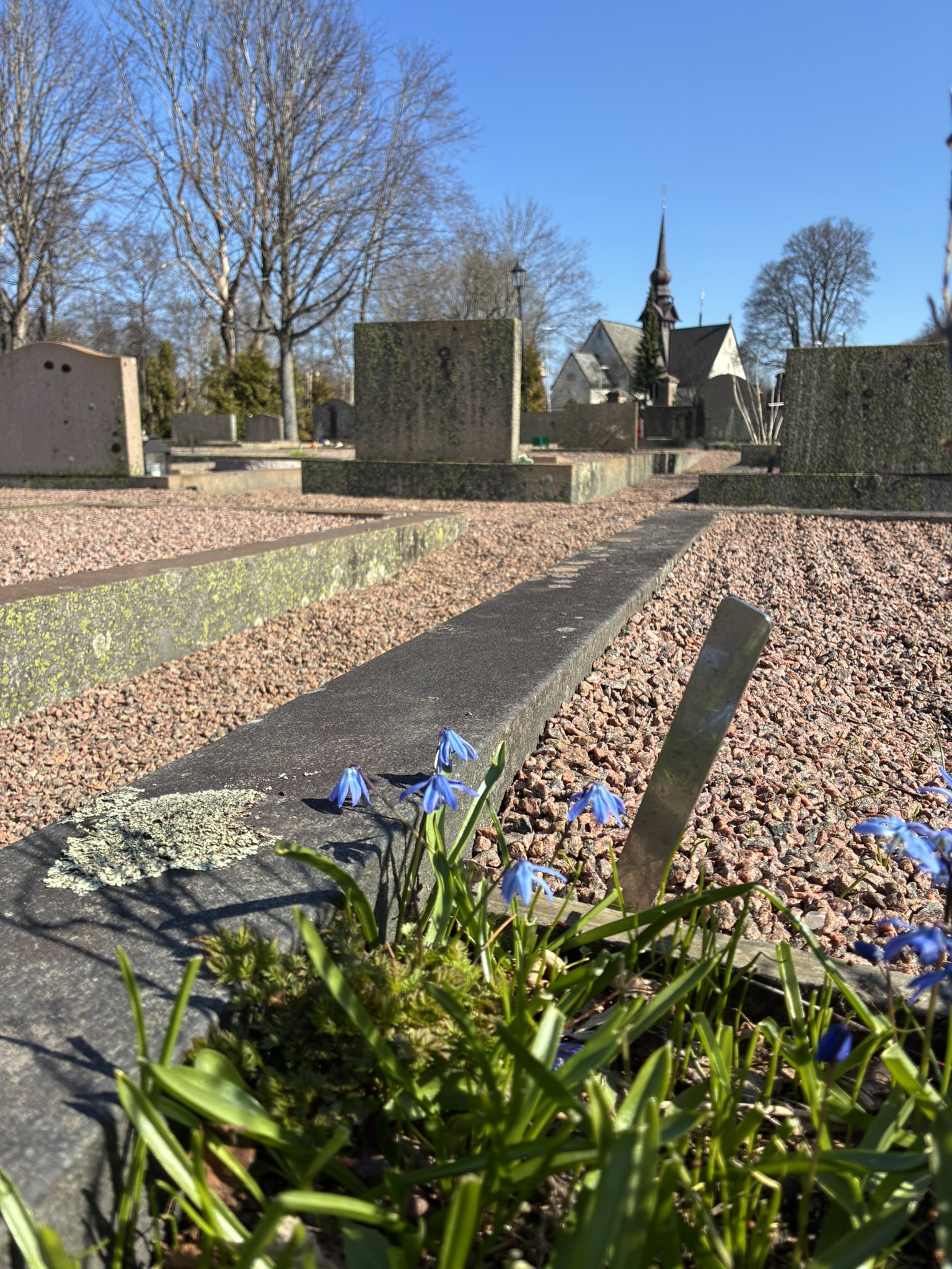 Gravplats med vårblommor på Västra A med Lerums kyrka i bakgrunden