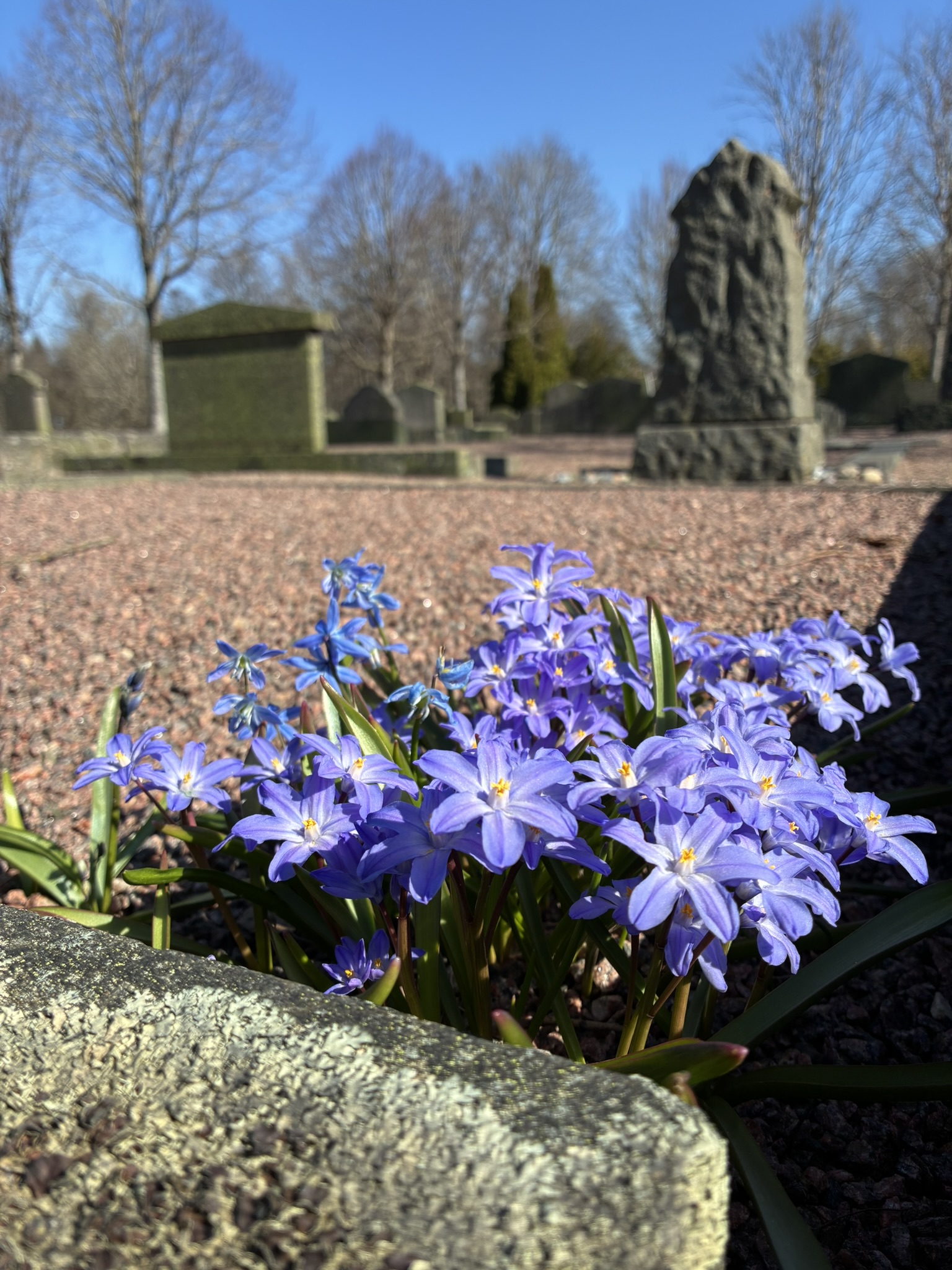 Gravplats med vårblommor på kvarter A på Västra kyrkogården
