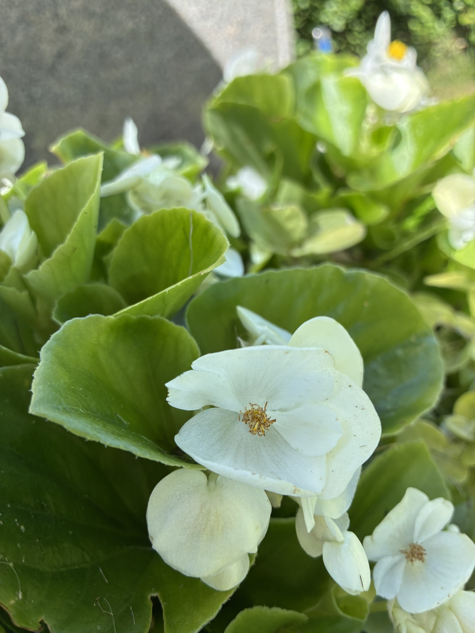Sommarblommor på gravplats - Isbegonia och rabatteternell