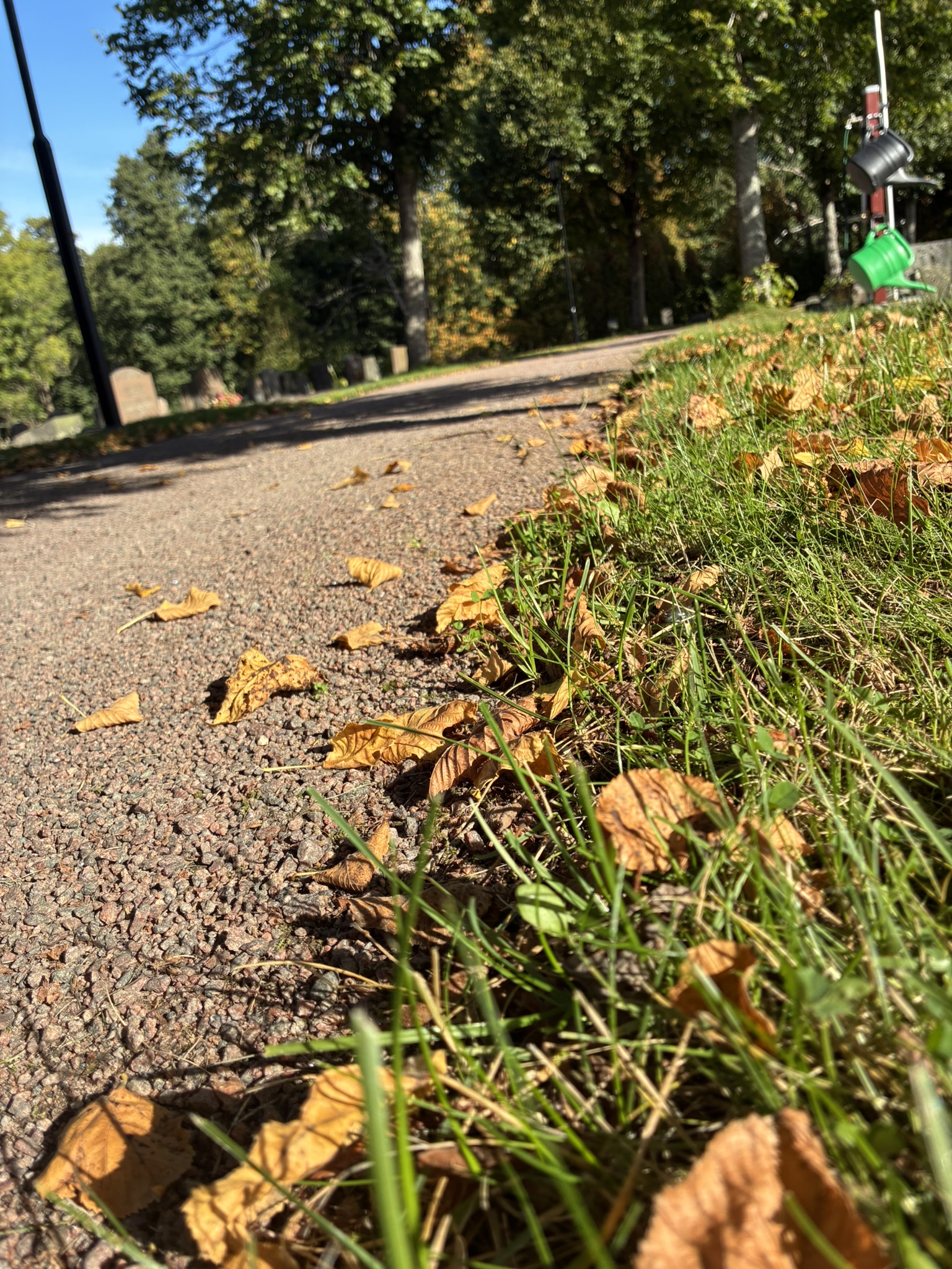 Höstlöv på grusgångar på Västra kyrkogården