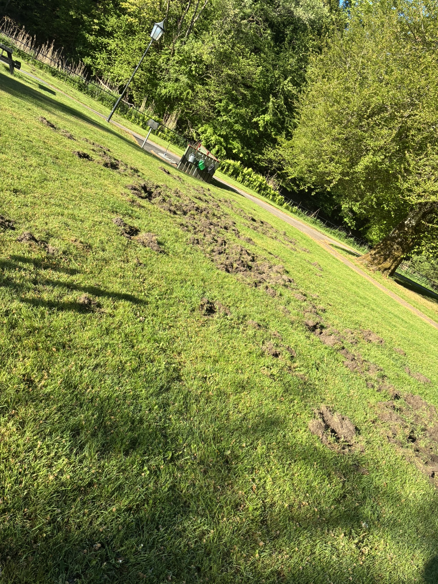 Skador från vildsvin på Östra kyrkogården