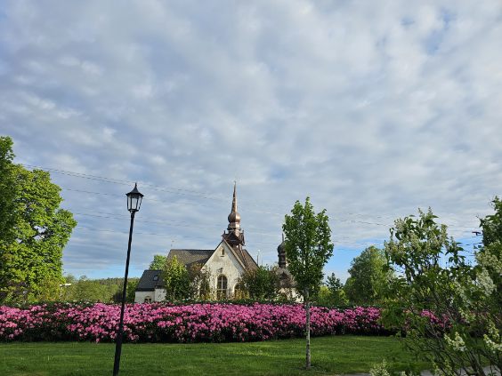 Rhododendron på Östra kyrkogården med Lerums kyrka i bakgrunden