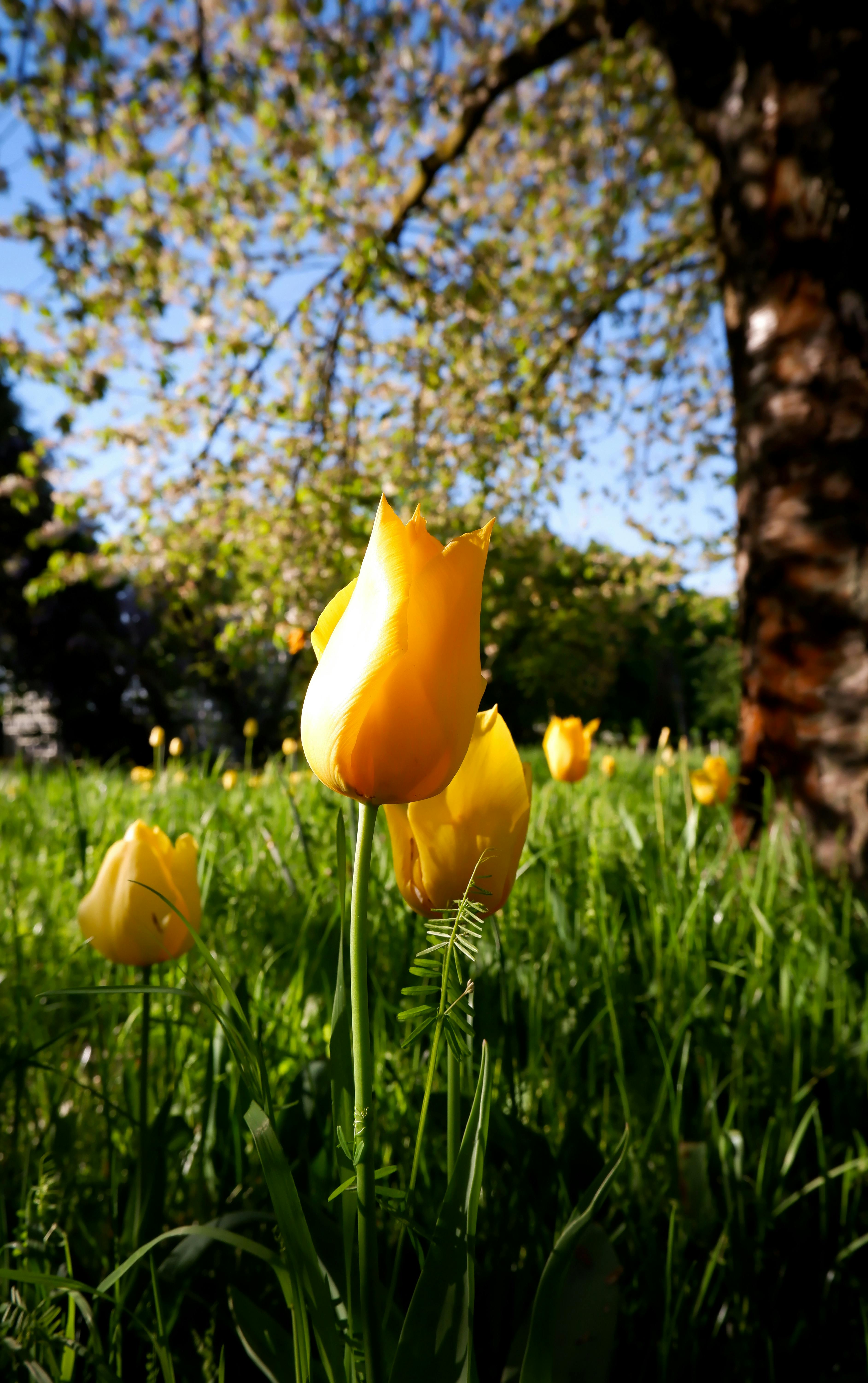 Gula tulpaner på sommaräng