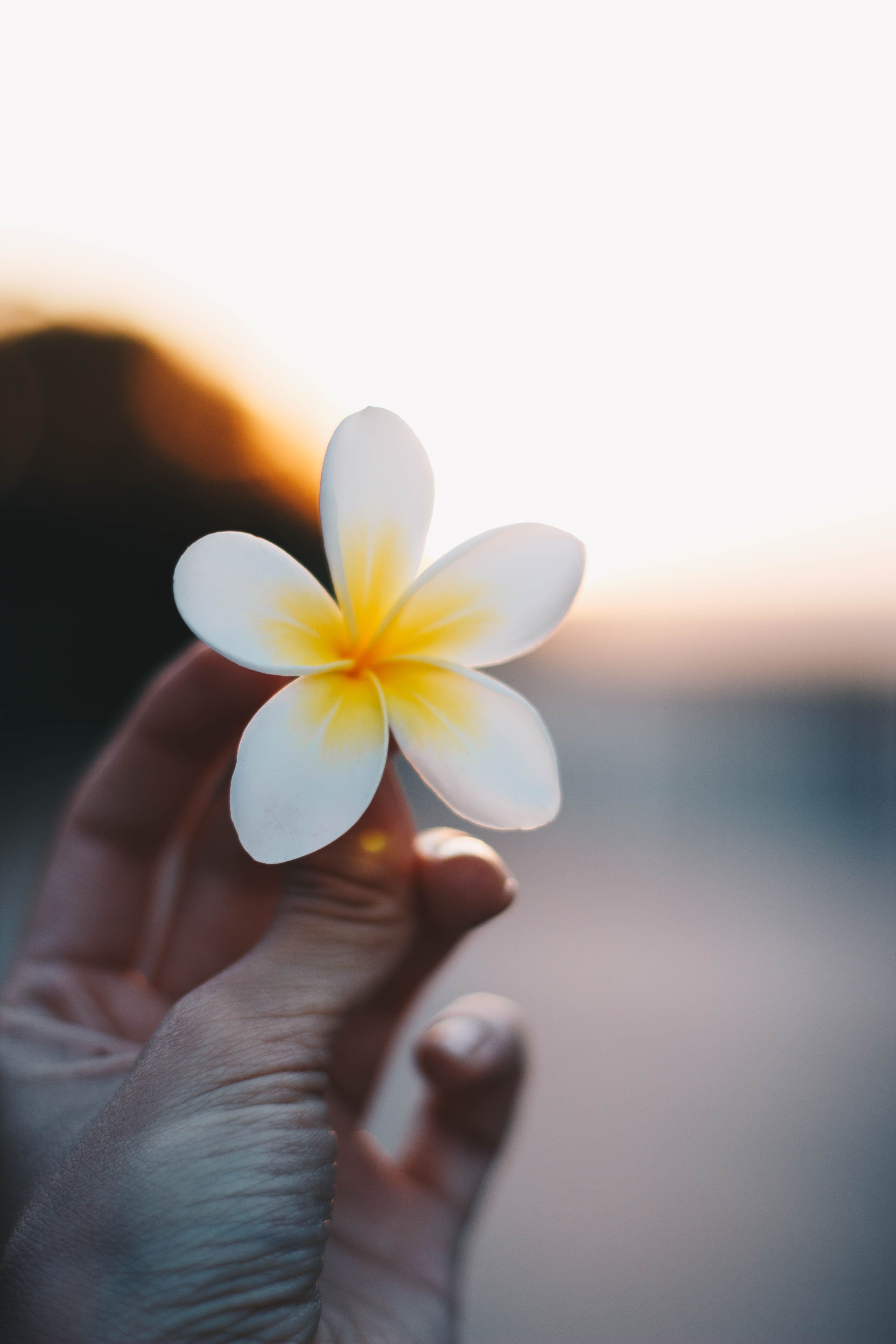 Närbild på en blomma någon håller i handen