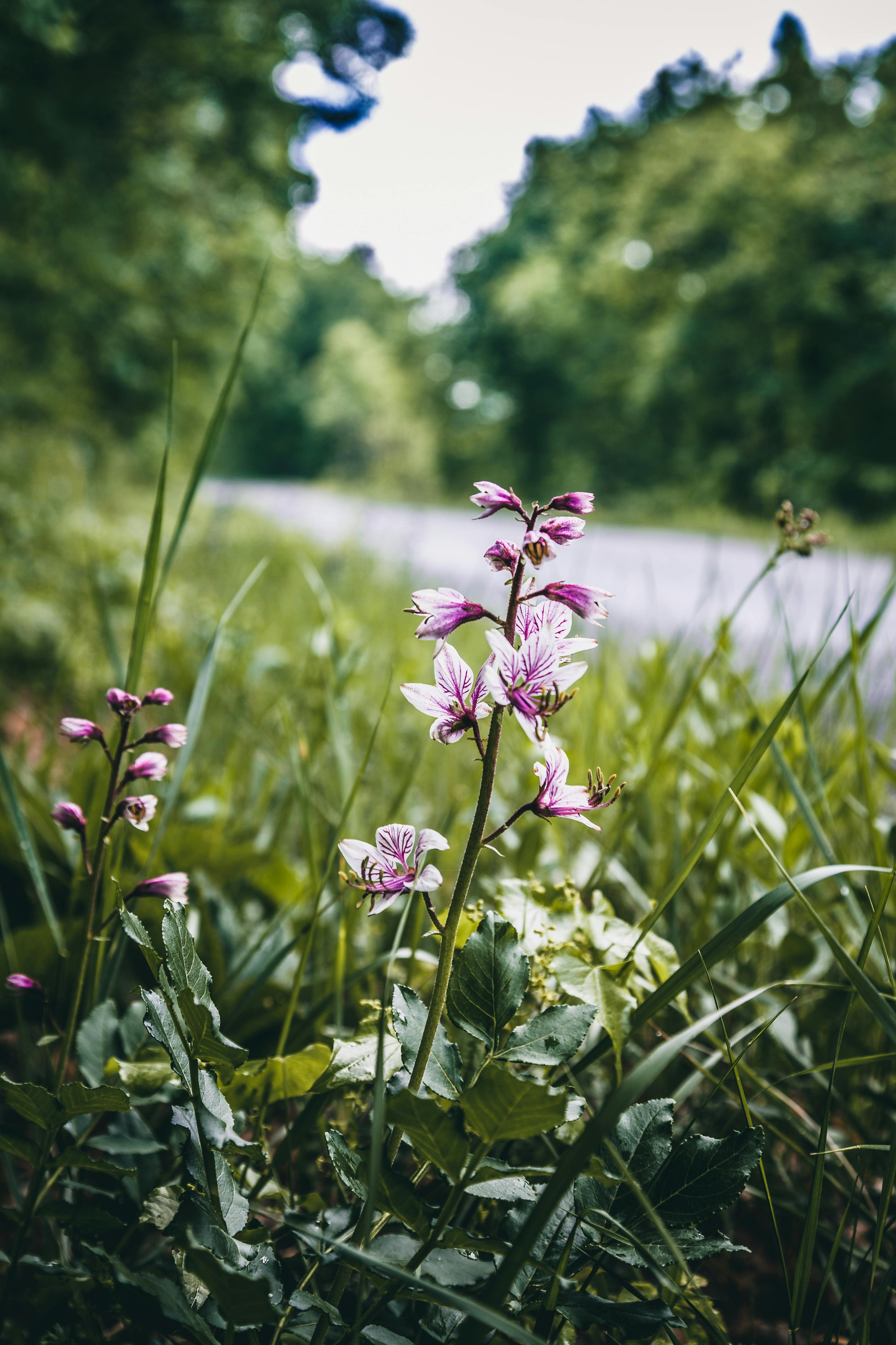 Blommor i dikeskant