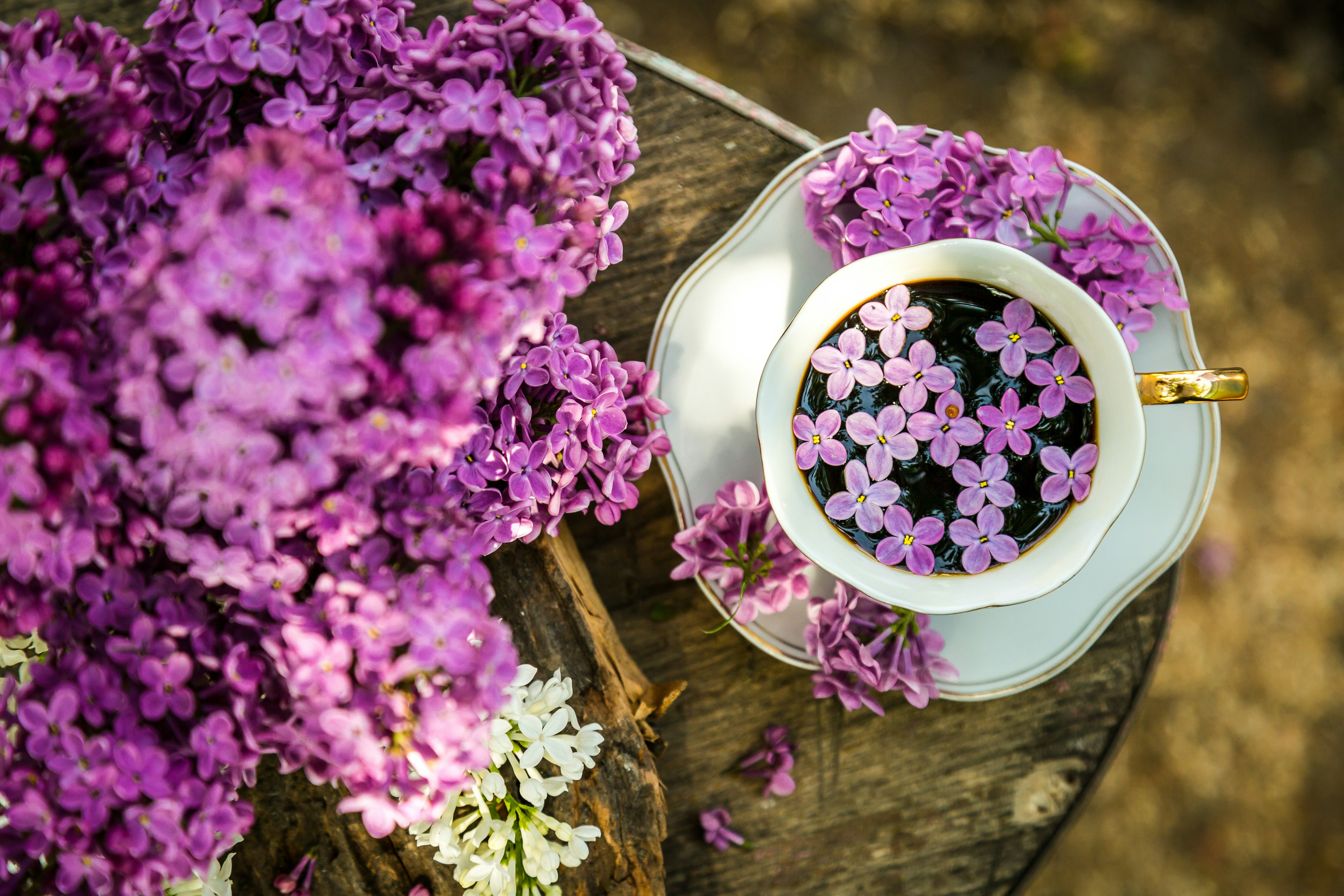 Syréblommor i och runt kopp