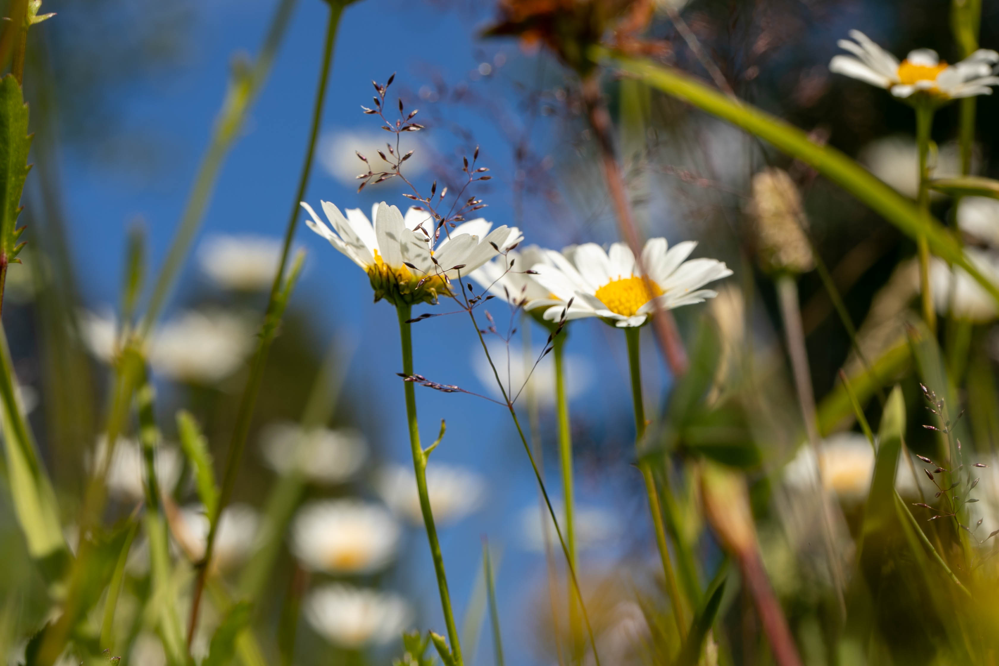 en blomstrande sommaräng