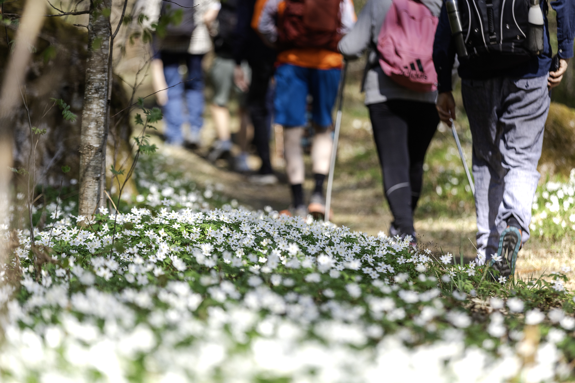 Pilgrimsvandring längs ett hav av vitsippor