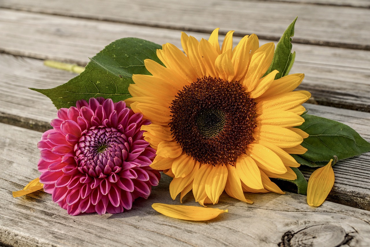 Solros, dahlia