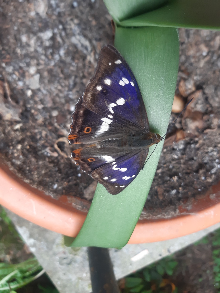 Apatura iris