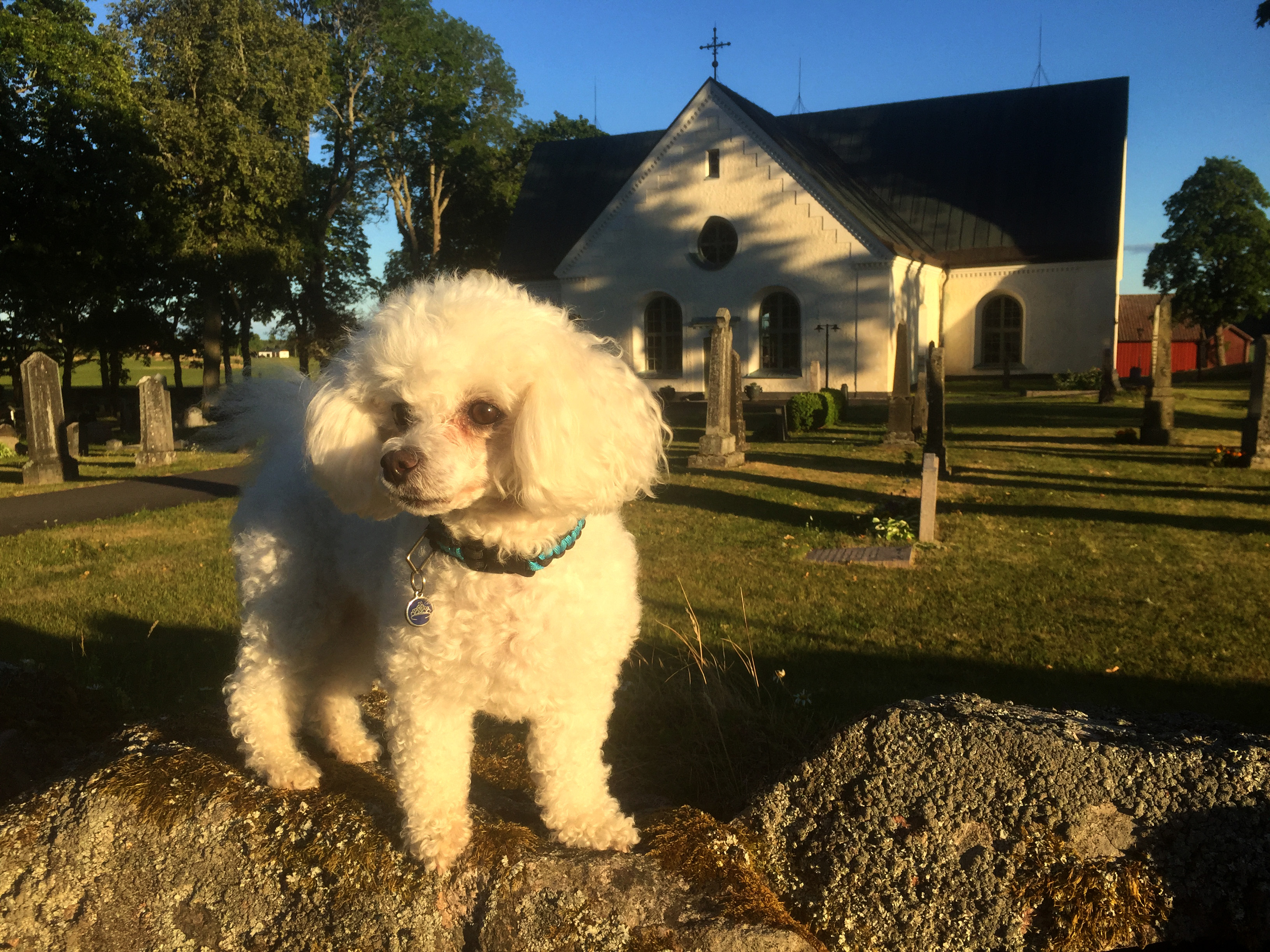 Hund med kyrkan i bakgrunden