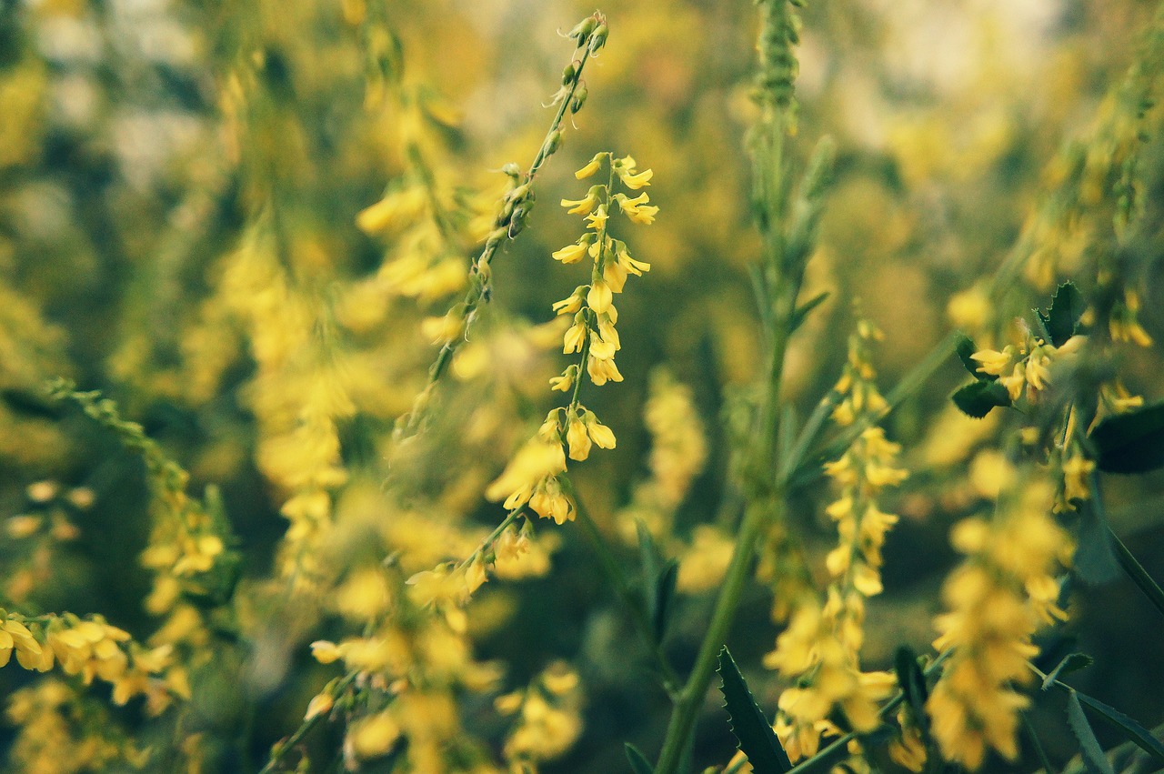 Sommarblommor