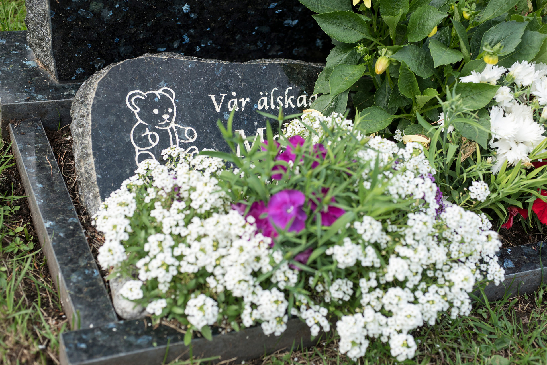 Bild på en liten liggande gravsten och vita blommor.