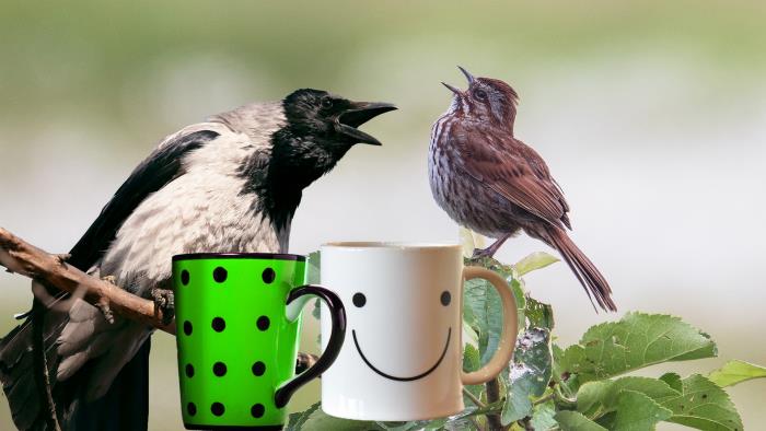 Kollage med sångfåglar och kaffemuggar.