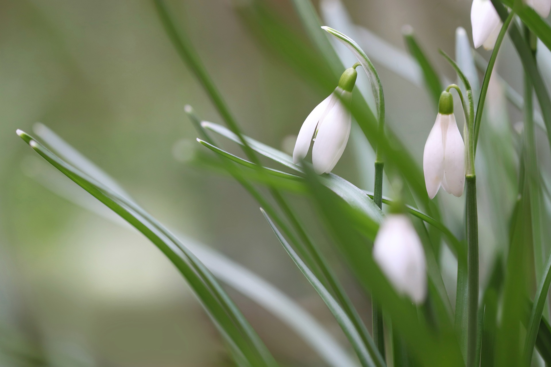 Närbild på snödroppar.