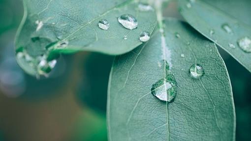 Gröna blad med stora regndroppar