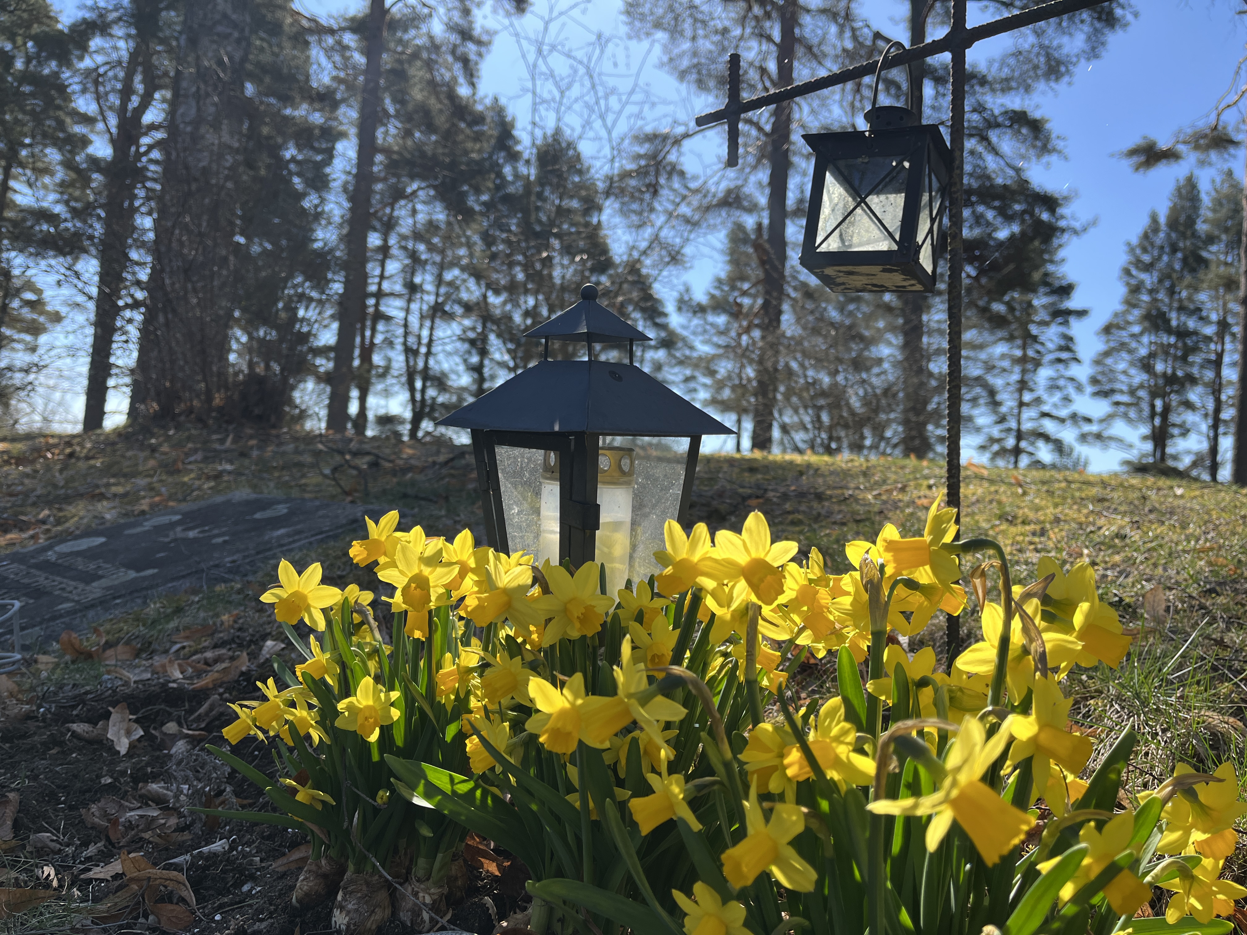 Gravlykta bland påskliljor